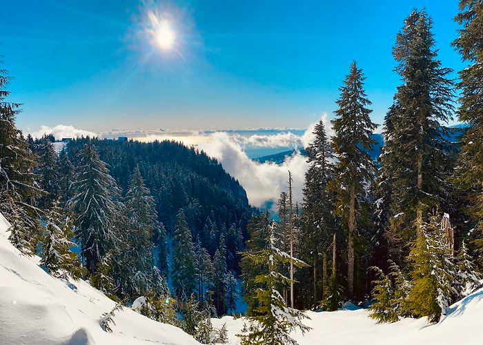 Grouse Mountain photo