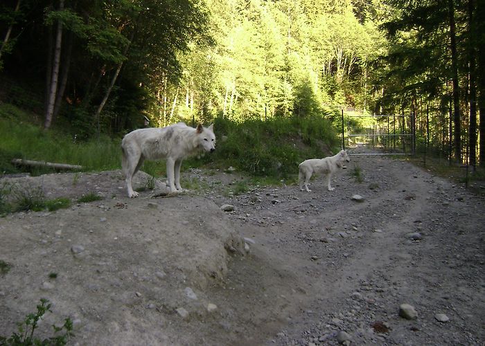 Grouse Mountain photo