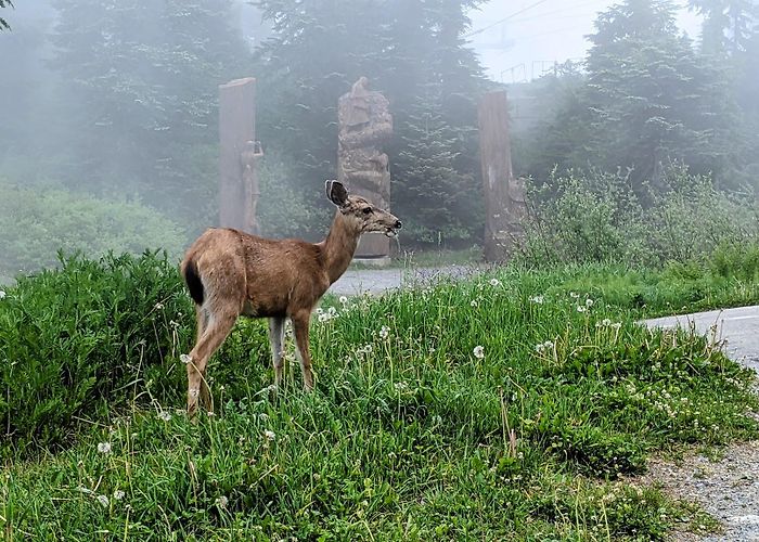 Grouse Mountain photo