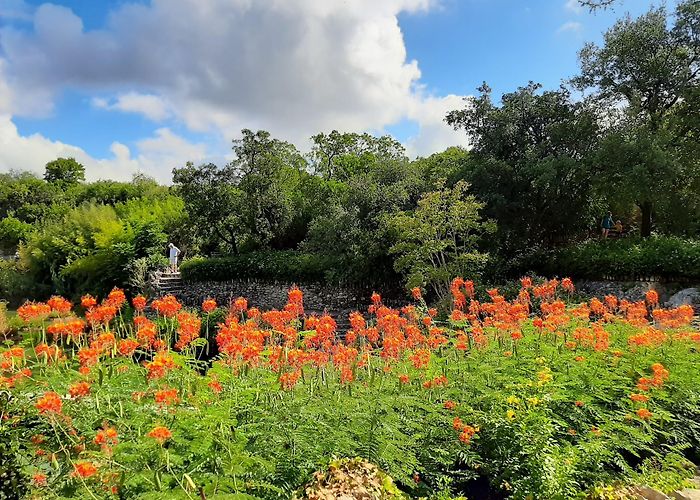 Japanese Tea Garden photo