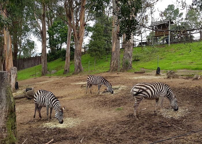 Oakland Zoo photo