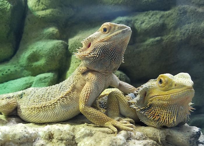 San Antonio Aquarium photo