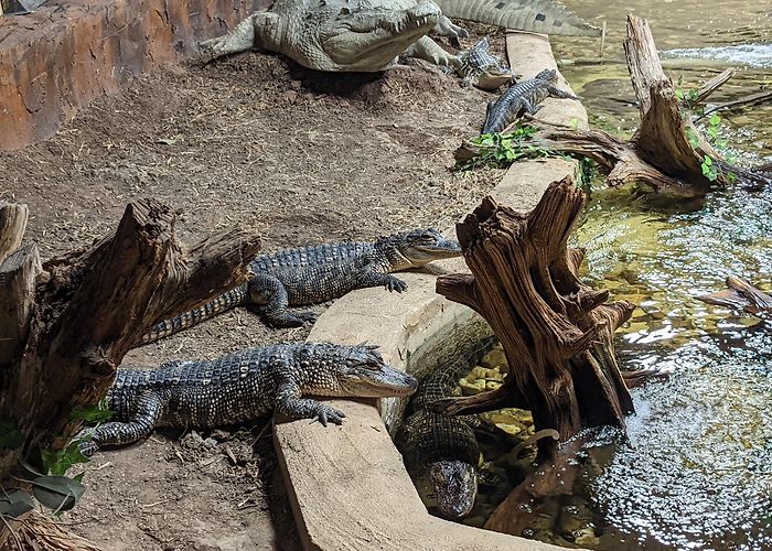 San Antonio Aquarium photo