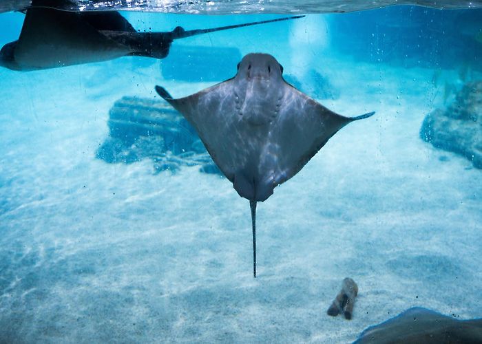 San Antonio Aquarium photo