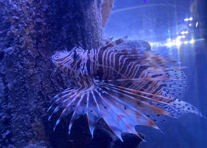 San Antonio Aquarium photo