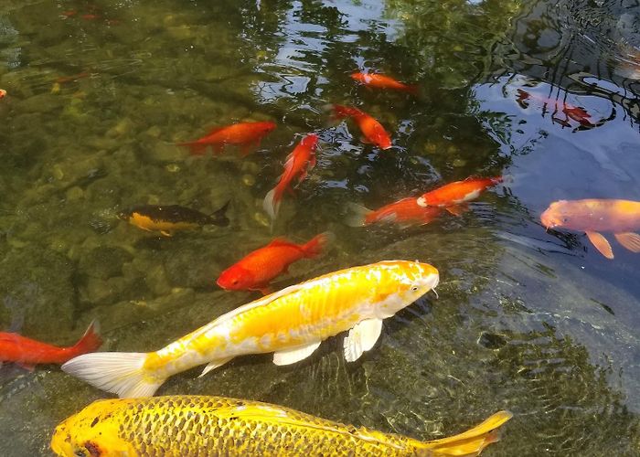 San Antonio Aquarium photo