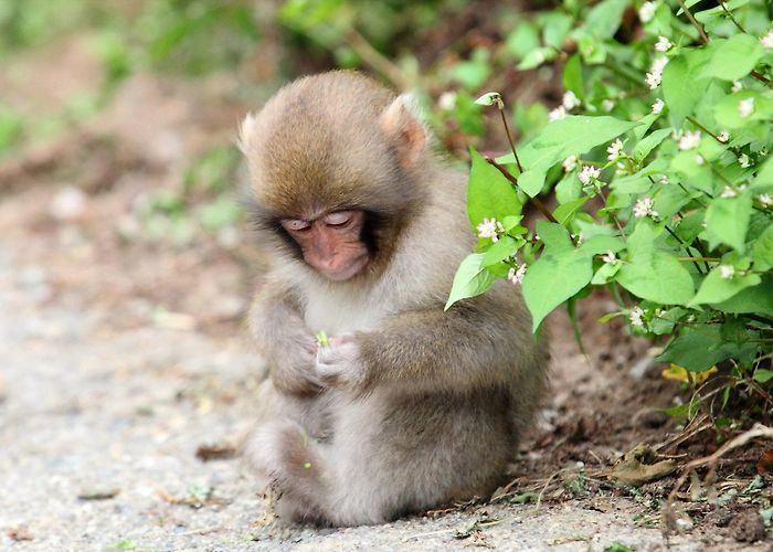 Monkey Forest Monkey Forest, Rocamadour, Midi-Pyrenees, France - Heroes Of Adventure photo