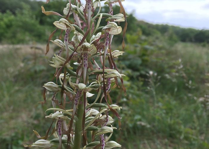 Bezoekerscentrum Tenellaplas Nieuwe bewoners in de Duinen van Oostvoorne - Adverteren Weekblad ... photo