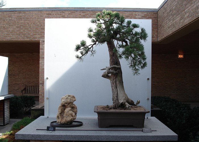 Chicago Botanic Garden Bonsai – My Chicago Botanic Garden photo