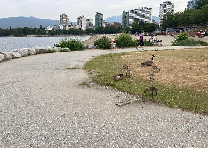 English Bay Beach Where did the benches at English Bay Beach go? - Vancouver Is Awesome photo