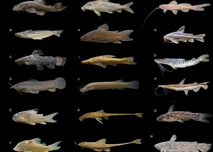 IBGE - Brazilian Institute of Geography and Statistics Checklist of the fish fauna of the Munim River Basin, Maranhão ... photo