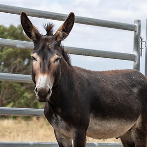 Galahad'S Animal Sanctuary B&B 기즈번 Exterior photo