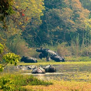 Chitwan Gaida Lodge - Animal Lovers & Birdwatchers Paradise 사우라하 Exterior photo