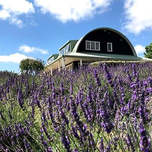 Riverhead Lavender Hill B&B Exterior photo